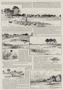 Angoli di Norfolk da Charles J. Staniland